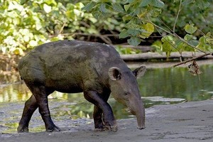 Lạ lùng lợn có vòi như voi, đến từ tiền sử