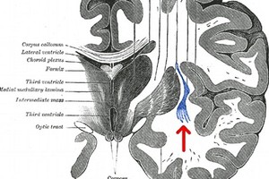 Não người có thể bật tắt như công tắc?