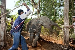 Voi hoang dã tới đoàn xiếc, huấn luyện đã đúng cách? 