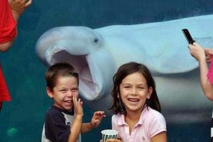 Ngắm động vật dễ thương theo trào lưu ảnh “chụp ké” photobomb