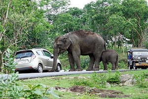 Kinh hoàng cảnh voi hung dữ tấn công xe khách du lịch