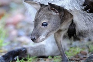 Chuyện lạ có thật: Kangaroo đực sinh con