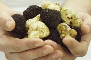 Theo chân nông dân Tây "săn" nấm Truffle giá bạc tỷ