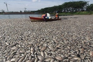 Kinh hoàng hàng trăm tấn cá chết bí ẩn, nổi trắng 