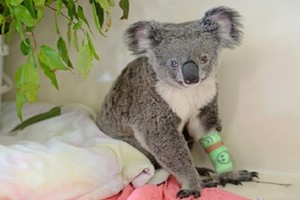 Koala có 2 màu mắt xanh nâu gây kinh ngạc tột độ