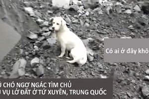 Nghẹn lòng chú chó tìm chủ mất tích sau vụ lở đất ở TQ