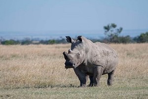 Tê giác trắng đực duy nhất trên Trái đất "lên mạng" tìm bạn tình