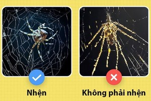 Những sự thật khiến bạn luôn ngạc nhiên về thế giới sinh vật