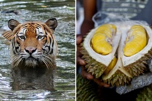 Loài hổ hiếm ở Malaysia sẽ chết thảm vì... sầu riêng