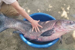 Cá trắm "khủng" nặng 33kg, dài gần 1m sa lưới dân Thanh Hóa