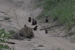 Gặp con mồi "ngáo ngơ", báo đốm vẫn nhận trái đắng