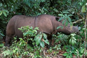 Tê giác Sumatra chính thức tuyệt chủng tại Malaysia