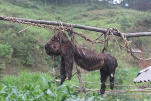 Vì sao người Mông giết chó, nhét bùa vào bụng?