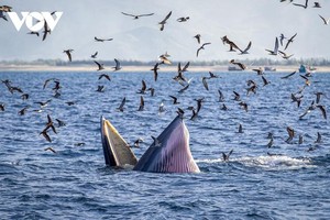 Mãn nhãn cảnh mẹ con cá voi săn mồi ở vùng biển Đề Gi