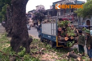 Dân mạng choáng với phí 36 triệu để chặt một cây xanh