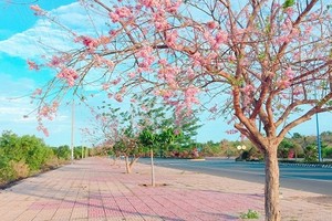 Con đường đỗ mai tuyệt đẹp ven biển Phan Thiết