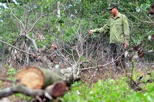 Ảnh: Hàng trăm cây gỗ rừng phòng hộ bị khoan gốc, đổ thuốc độc