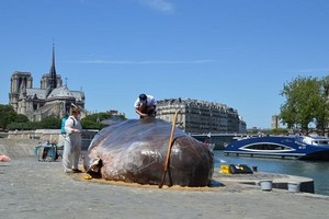 Cá voi khổng lồ “phơi nắng” giữa lòng Paris gây sốc