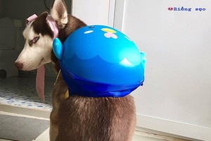 Chú chó Husky mặt ngáo, 4 vợ, quyết tâm ăn cả thế giới