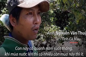 Video: Lội rừng mặn bắt “con cường dương” làm món ăn ở Cà Mau