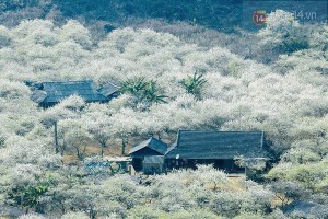 Ngắm hoa mận trắng muốt trên cao nguyên Mộc Châu