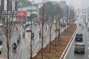 Hà Nội trồng cả trăm cây phong lá đỏ khi chưa thử nghiệm