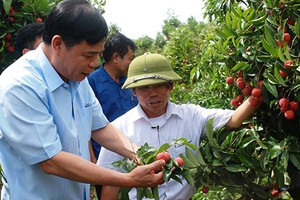 Bộ trưởng xuống chợ khảo giá, tìm cách bán vải thiều cho dân