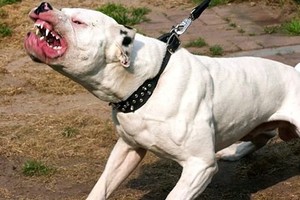 Chó Pitbull cắn xé, kéo lê người đàn ông 58 tuổi ở Hà Nội