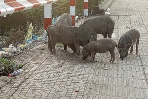 Đàn heo rừng lang thang...3 năm trên đường Phạm Văn Đồng, chính quyền nói gì?