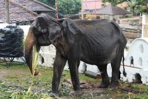 Voi gầy trơ xương vẫn phải diễu hành ở Sri Lanka qua đời