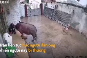 Video: Bị xua đuổi, trâu điên húc liên tiếp khiến người đàn ông gãy xương 