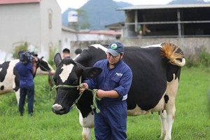 Liên doanh Vibev của Vinamilk - Kido: Điểm lợi thế không ông lớn nào có