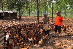 Ngày ăn mối, tối leo cây: Đặc phẩm tiến Vua trăm năm tuổi vùng ‘Đất lửa’ 