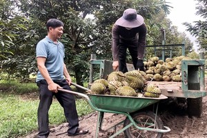 Trồng sầu riêng ví như “cây tiền tỷ ở Gia Lai, trái to bự la liệt, mới bán đã lãi 1,7 tỷ 