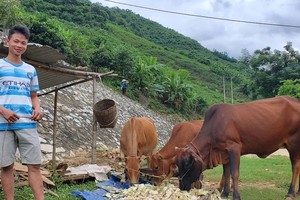 Bí quyết người dân “đổi đời” sau trận lũ lịch sử, lãi trăm triệu