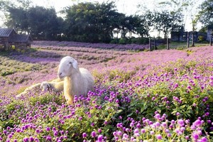 Khám phá cánh đồng hoa đẹp tựa trời Âu giữa lòng Hà Nội