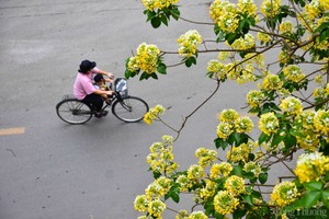 Cận cảnh cây hoa bún 300 năm tuổi độc nhất vô nhị ở Hà Nội