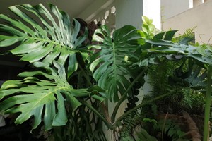 Cây cảnh Monstera thích loại nước béo này