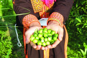 Quả chanh rừng bé tí hon, giá tăng chóng mặt vẫn đắt khách