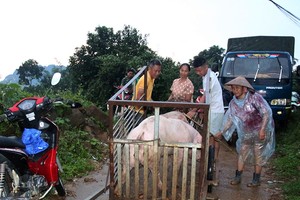 Hòa Bình: Di dời khẩn cấp 8 hộ dân ở Kim Bôi