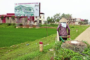 Chuyển đổi gần 1.000ha đất trồng lúa sang đất dự án tại HN