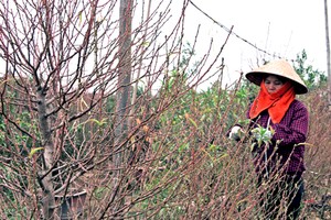 Cận cảnh làng đào Nhật Tân gấp rút vào mùa "hốt bạc"