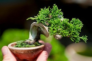 Mãn nhãn loạt bonsai mini nằm gọn trong lòng bàn tay 