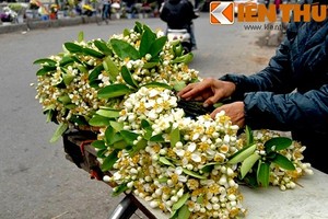 Kỳ lạ loài hoa bán theo lạng cực hút khách Hà Nội