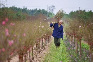 Ảnh tuyệt đẹp: Đào xuân khoe sắc trong gió đông