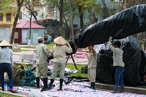 Cận cảnh chăm sóc hoa anh đào Nhật Bản về Hà Nội