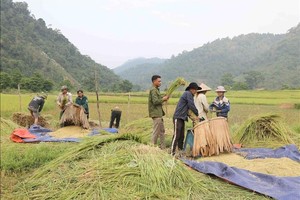 Độc đáo "mùa vàng" trong đại ngàn Pù Huống