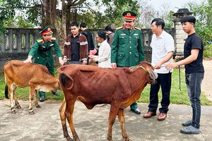 Tặng bò cho gia đình thanh niên nhập ngũ có hoàn cảnh khó khăn