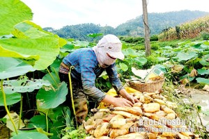 Loại củ quý như sâm, giúp nông dân Lạng Sơn khá lên trông thấy