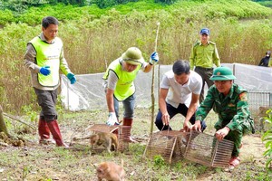 Thả 36 cá thể động vật hoang dã quý hiếm về môi trường tự nhiên